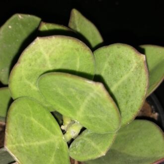 Hoya pachyclada