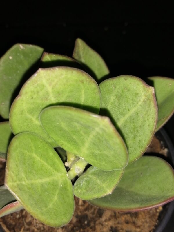Hoya pachyclada