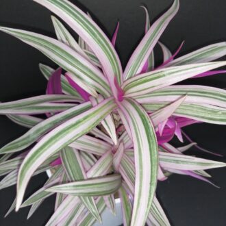 Tradescantia spathacea Sitara