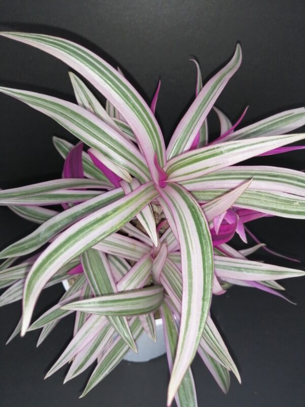 Tradescantia spathacea Sitara