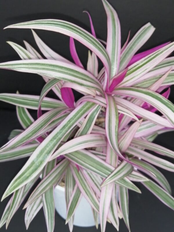Tradescantia spathacea Sitara