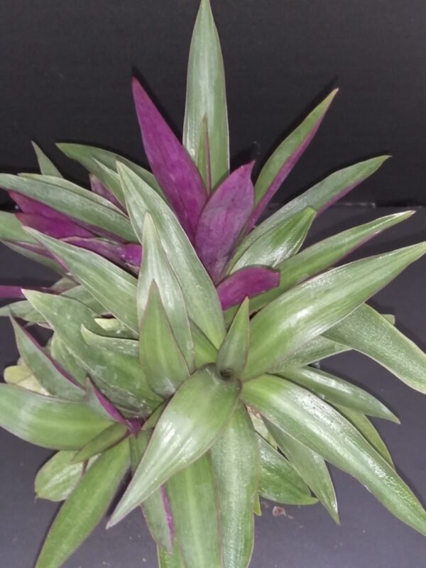Tradescantia spathacea Dwarf nana