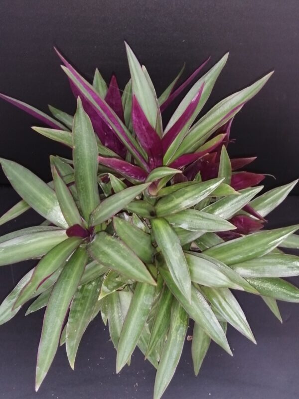Tradescantia spathacea Dwarf