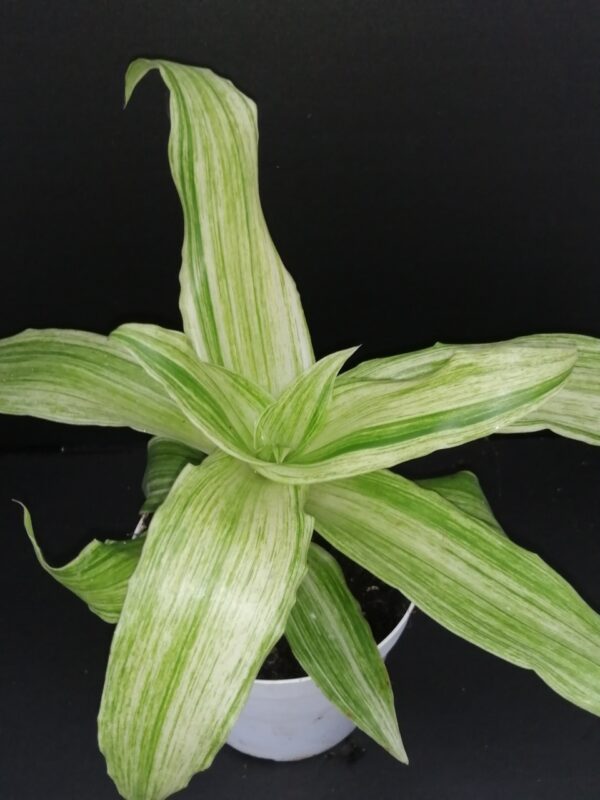 Callisia fragrans Variegata Infinity