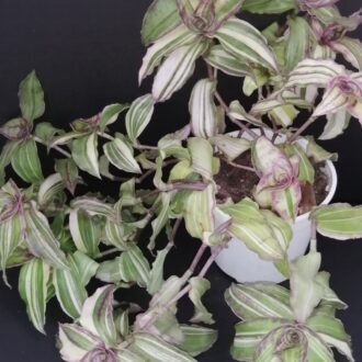 Callisia congesta, callisia soconuscensis 'Variegata'