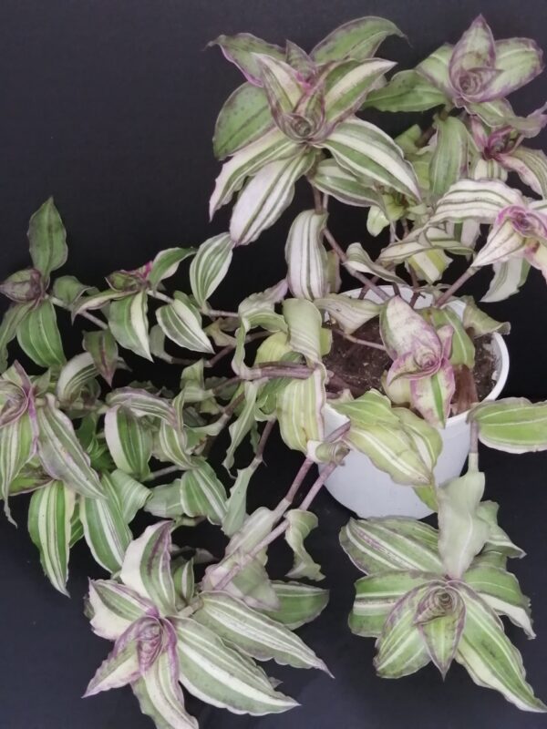 Callisia congesta, callisia soconuscensis 'Variegata'