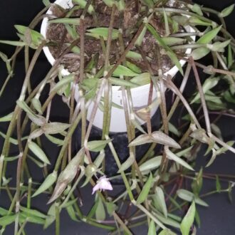 Callisia micrantha