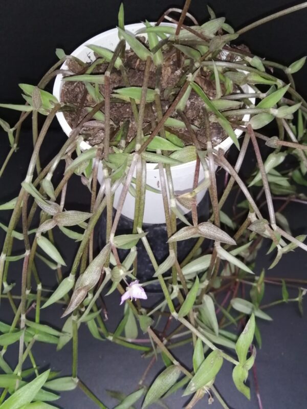 Callisia micrantha