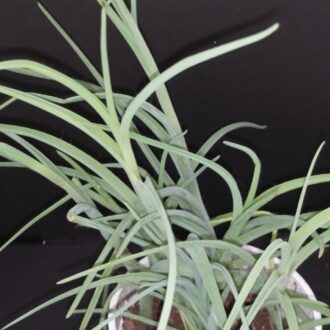 Tradescantia Ojo Caliente