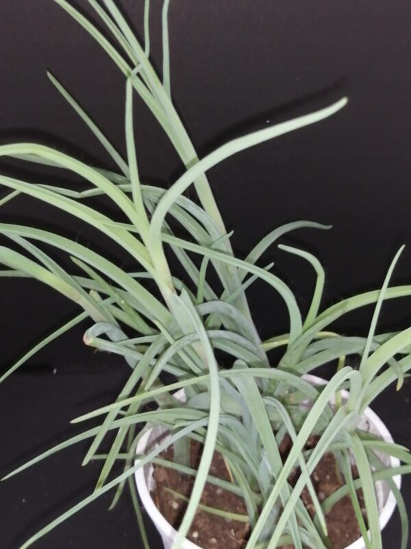 Tradescantia Ojo Caliente