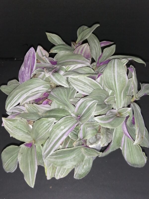 Tradescantia (Continental Group) Pink Dragon, sin. Pink Furry