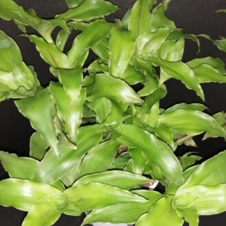 Callisia fragrans, Melnikov verde