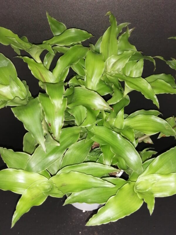 Callisia fragrans, Melnikov verde