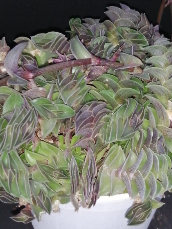 Tradescantia navicularis , sin. Callisia navicularis