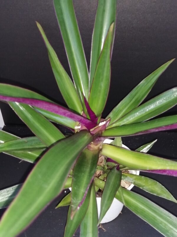 Tradescantia spathacea, Rhoeo spathacea
