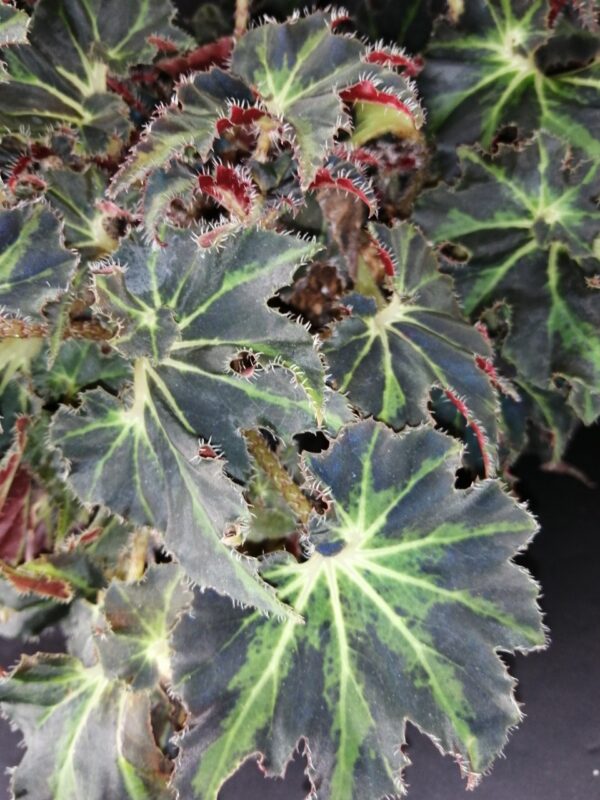 Begonia Evy