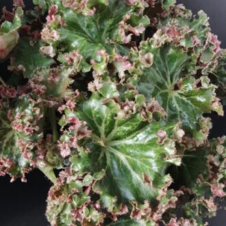 Begonia Erythrophylla Crestabruchii