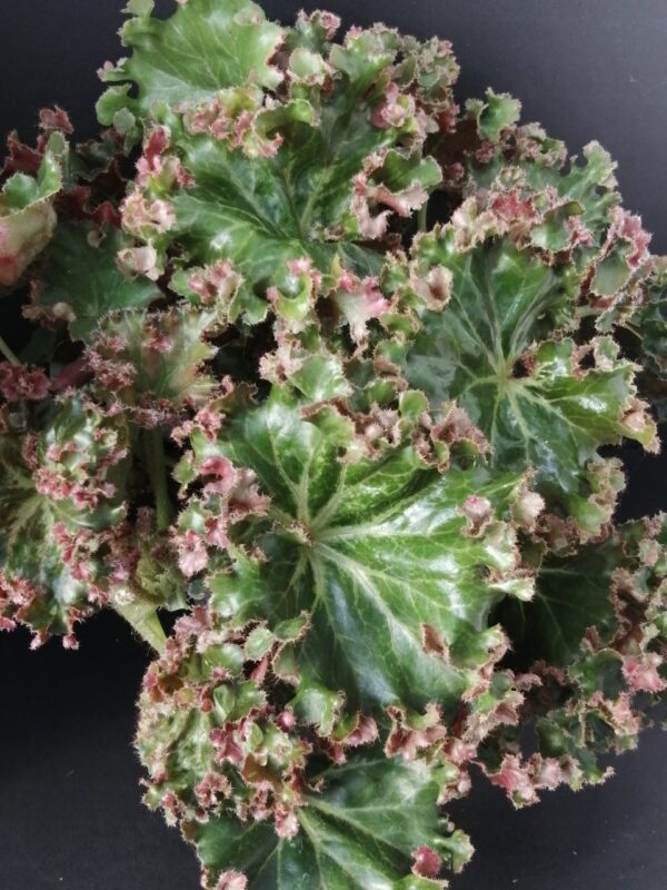 Begonia Erythrophylla Crestabruchii