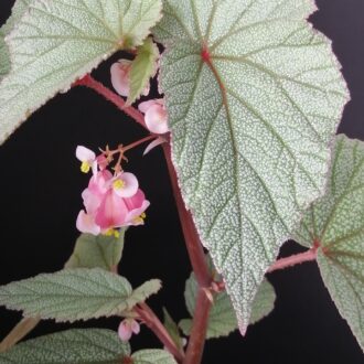 Begonia Sinbad