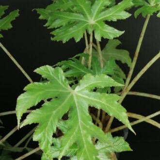 Begonia koelzii