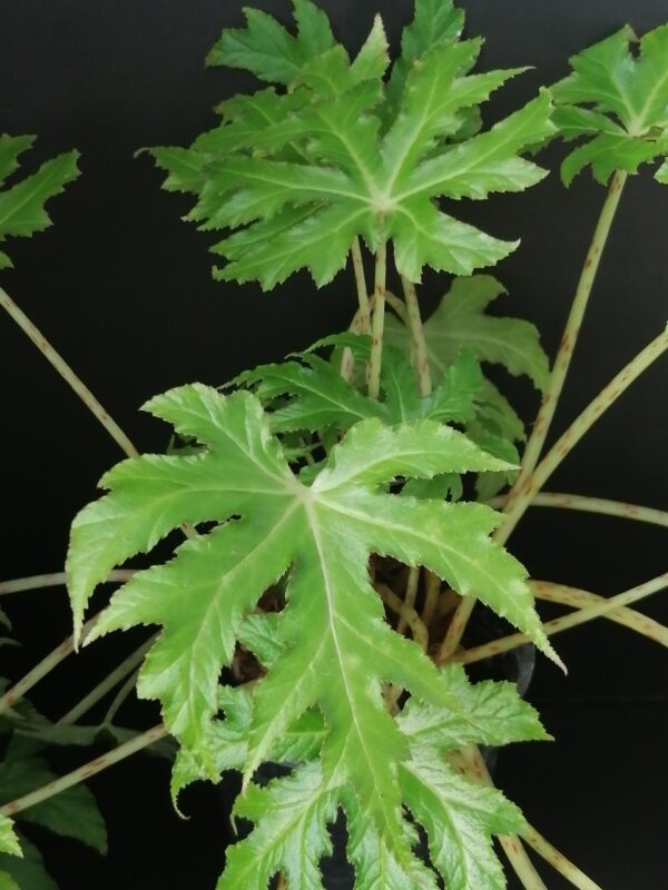 Begonia koelzii