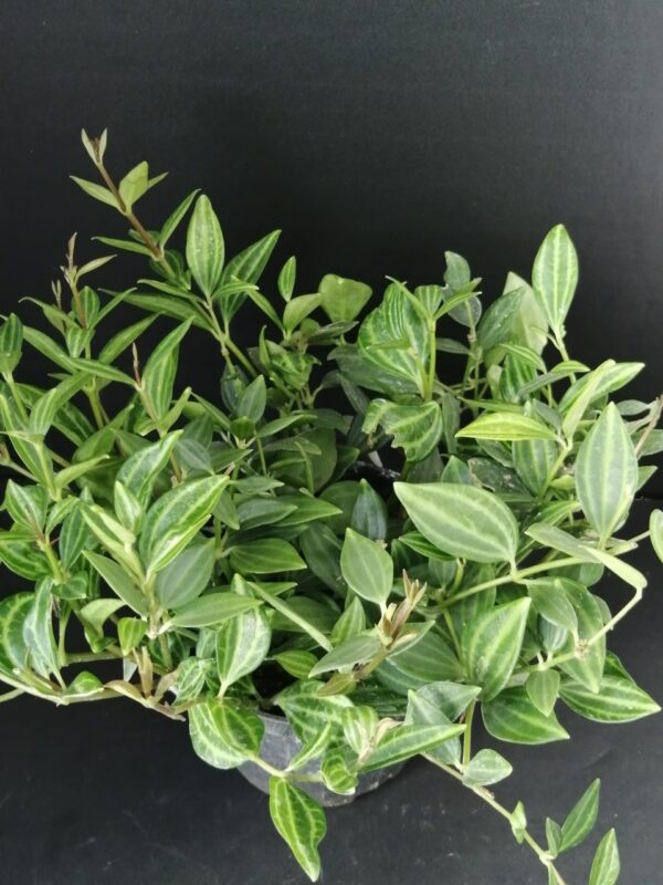 Peperomia angulata, Peperomia quadrangularis