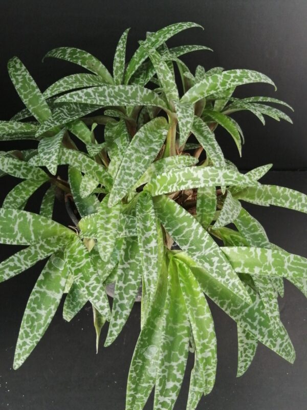 Scilla violacea, sin. Ledebouria socialis