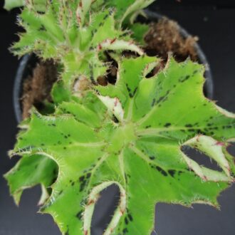Begonia Ann Sofie