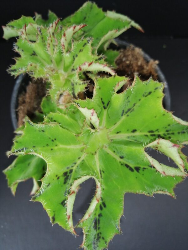 Begonia Ann Sofie