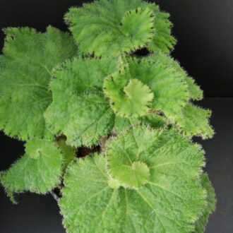 Begonia Lospe-Tu