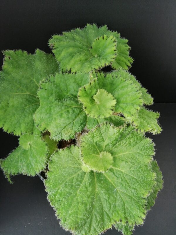 Begonia Lospe-Tu