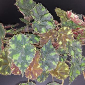 Begonia 'Riolee'