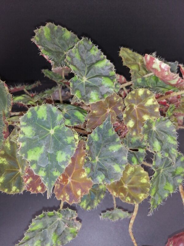 Begonia 'Riolee'