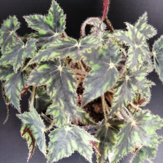 Begonia Butterfly