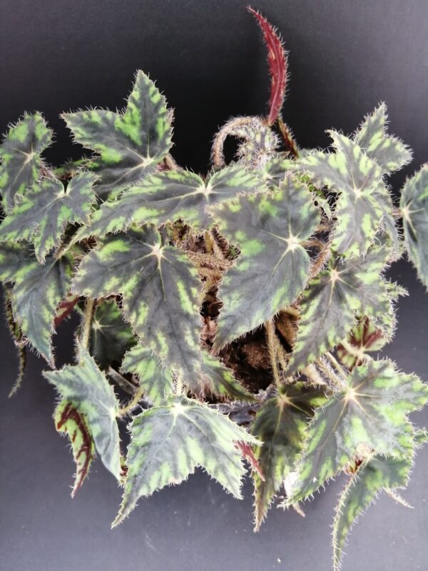 Begonia Butterfly