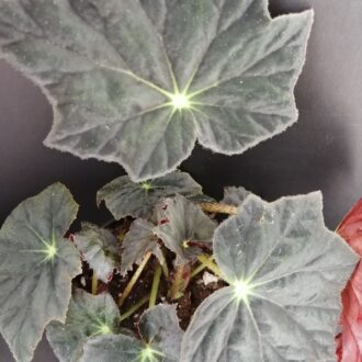 Begonia Jamaica