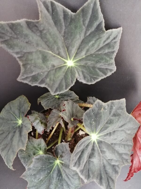 Begonia Jamaica