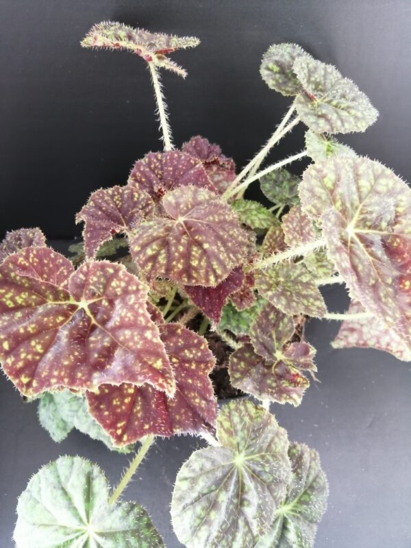 Begonia Green Fever