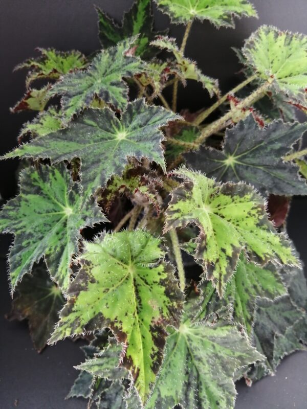 Begonia Cleopatra