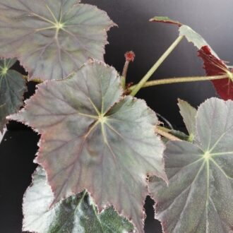 Begonia Selph's Mahogany