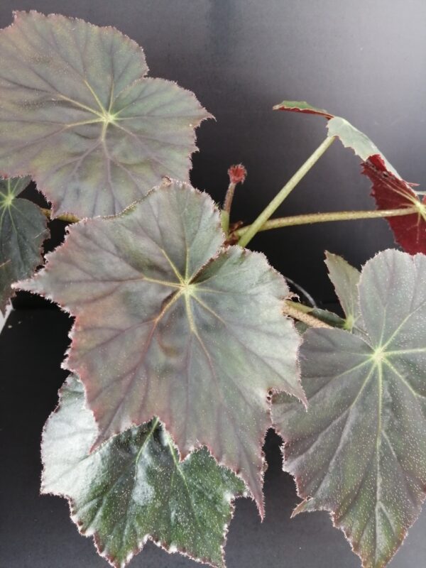 Begonia Selph's Mahogany