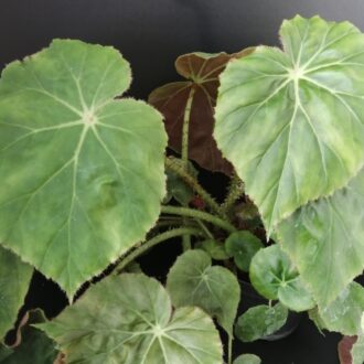 Begonia Freddie