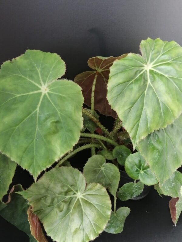 Begonia Freddie
