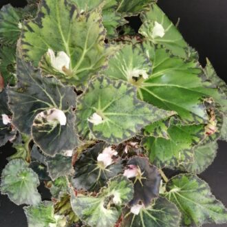 Begonia Pink Heart