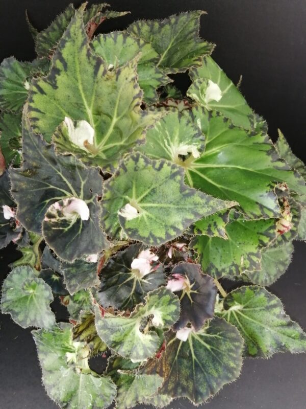 Begonia Pink Heart
