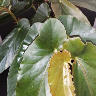 Begonia Miami