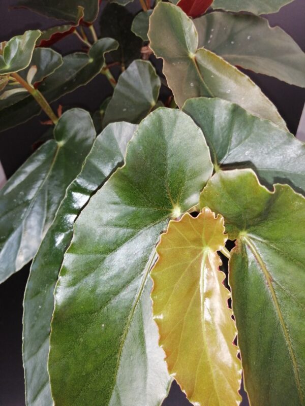 Begonia Miami