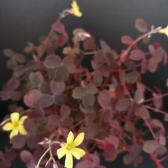 Oxalis vulcanicola