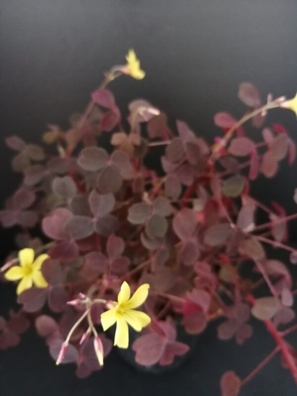 Oxalis vulcanicola