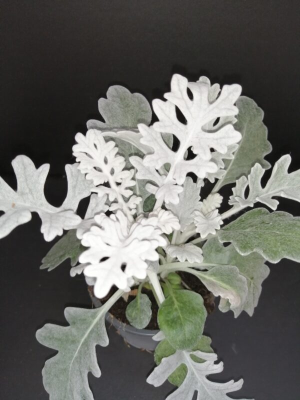 Cineraria maritima , sin. Jacobaea maritima